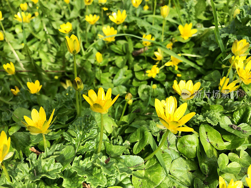 全框图片，黄色的白屈菜(Ficaria verna)野花与绿色斑纹心形叶子，重点放在前景